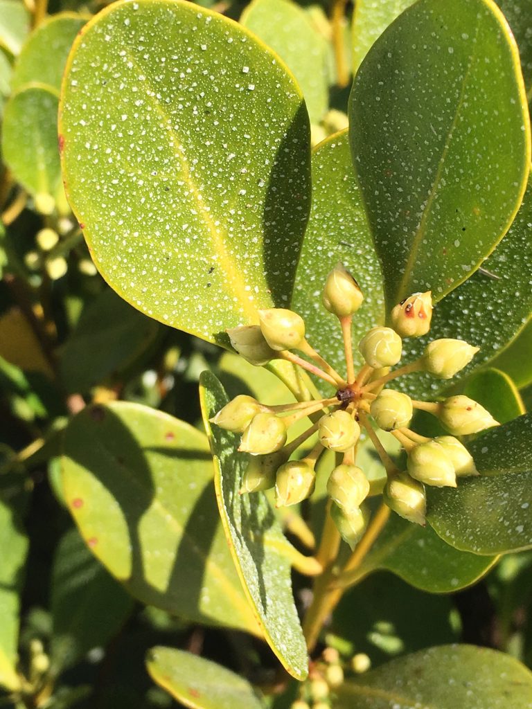 salty mangrove nsw australia