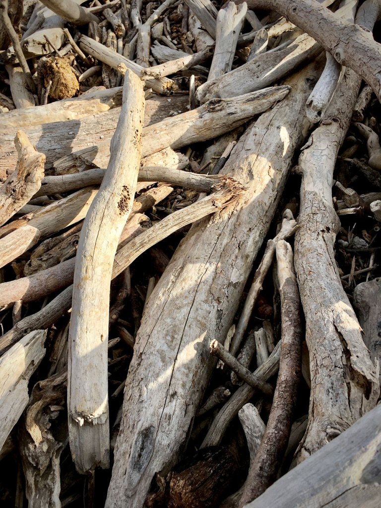 driftwood on beach at Wellington Rock NSW