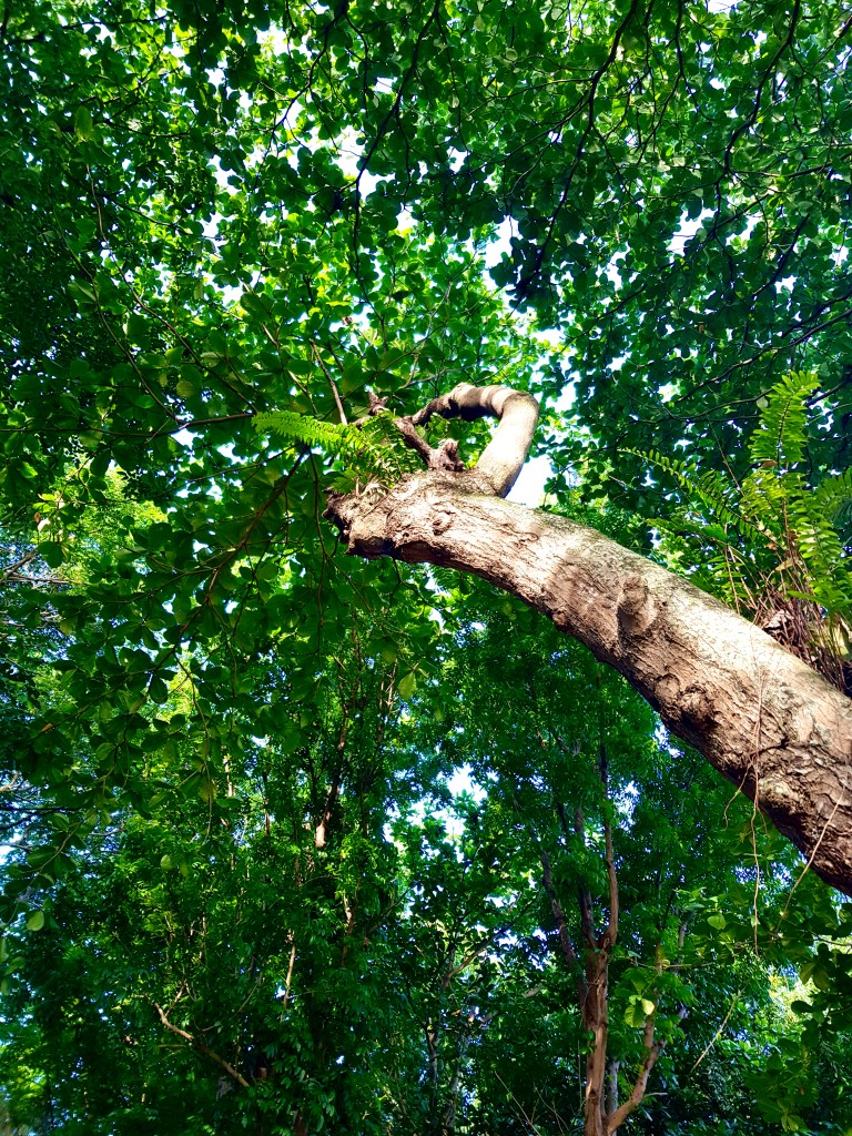 looking up tree trunk into canopy 