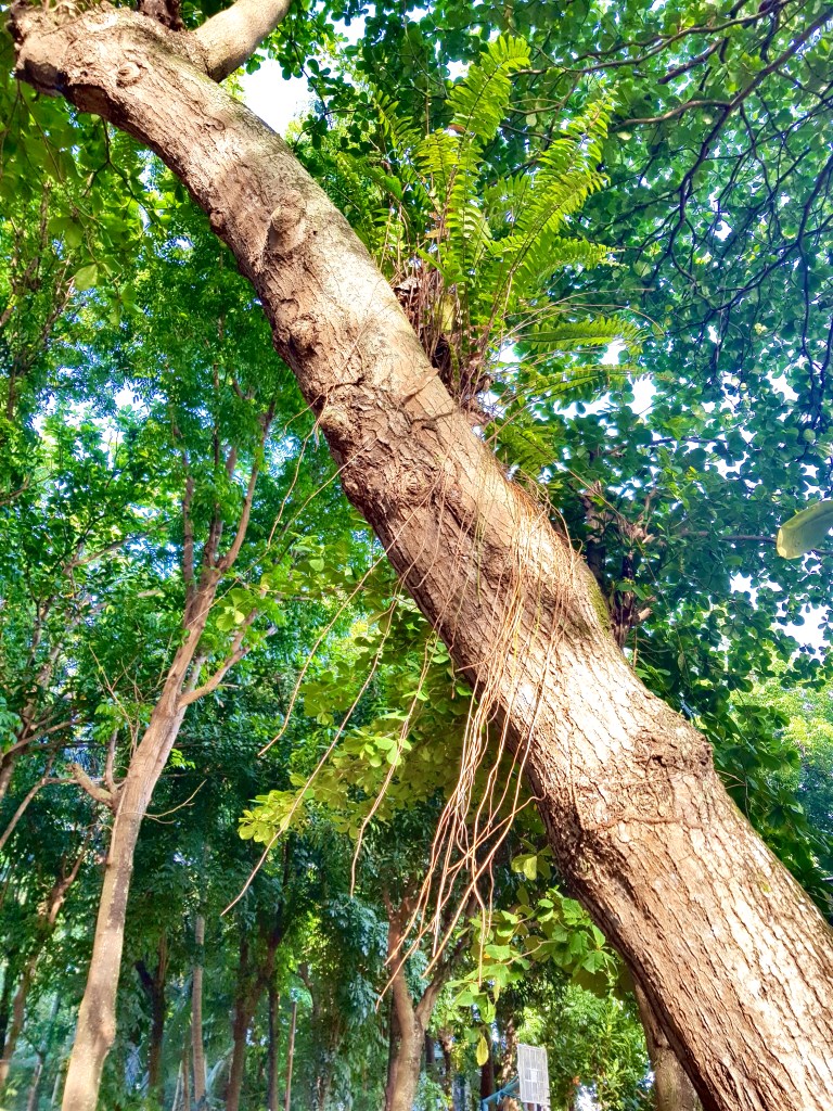 trees in the gym plaza