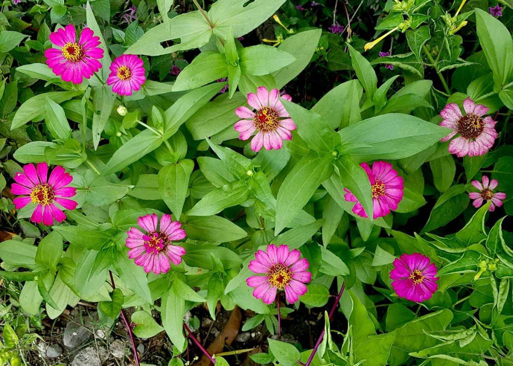 pink gerbera flowers