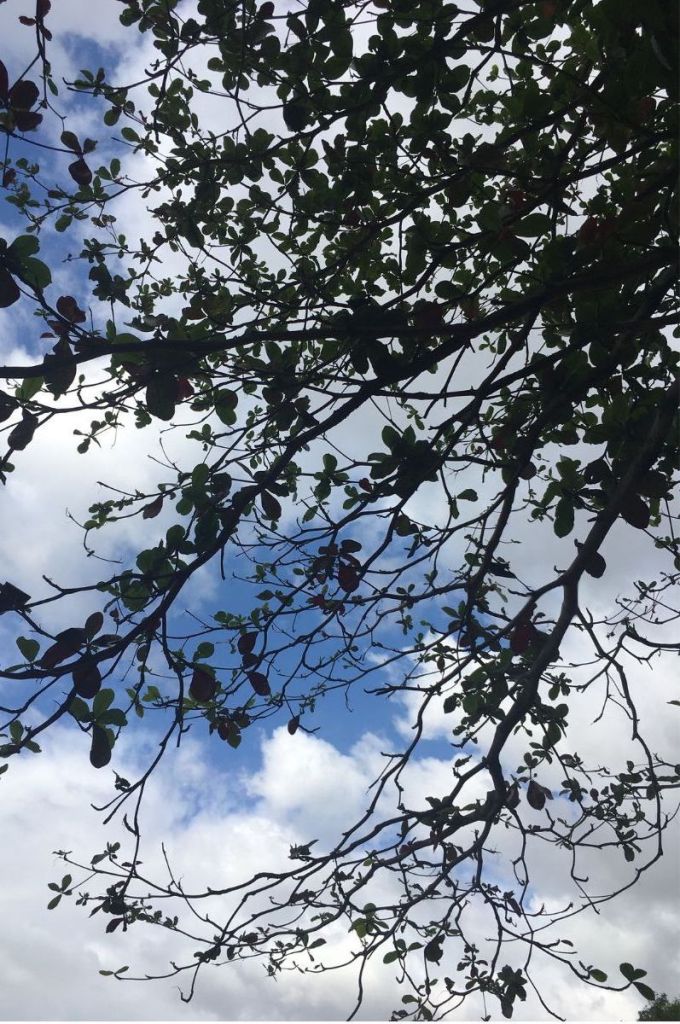 clouds with tree leaf silhouette