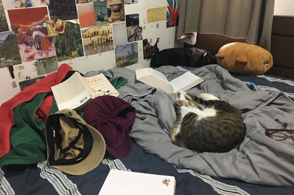 cats on a messy bed
