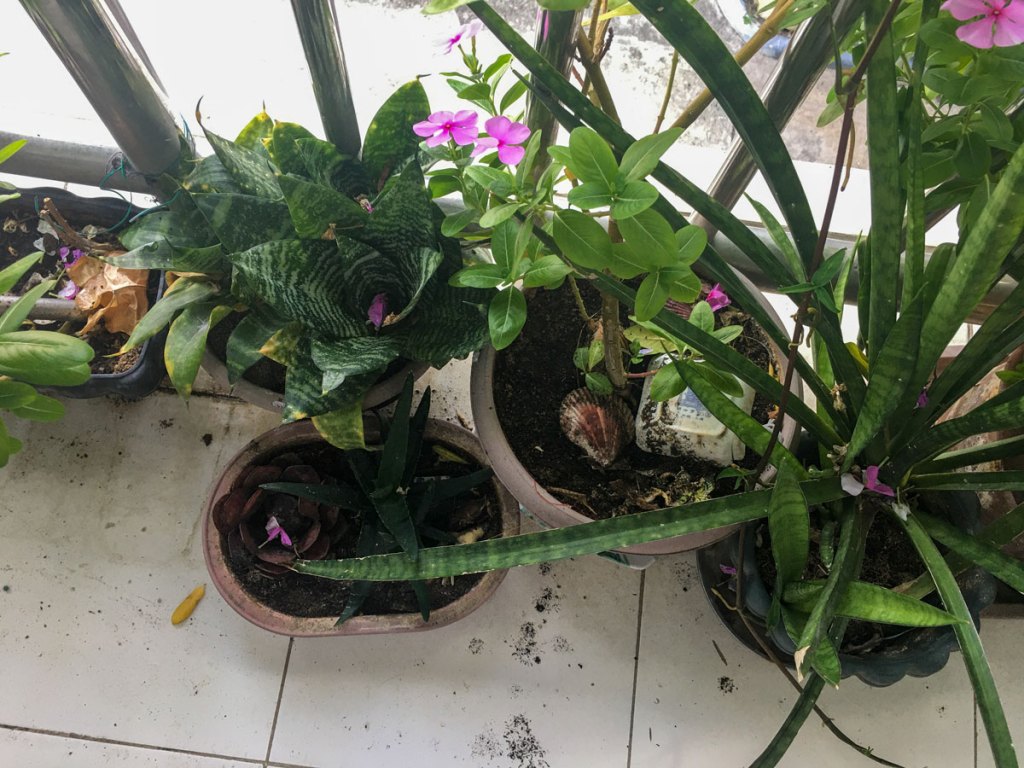 potted plants on a balcony, including succulunts, herbs and snake plant